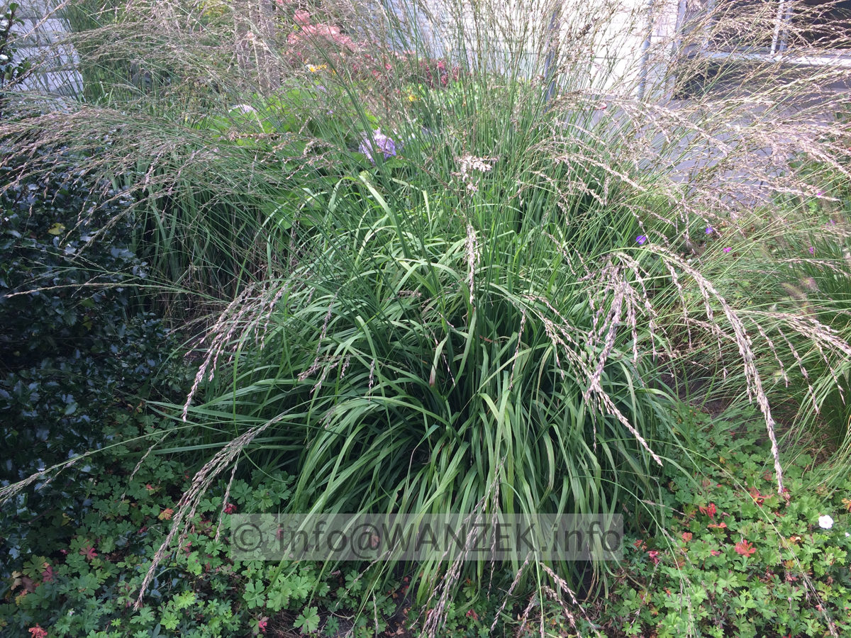 Molinia arundinacea Transparent 03.JPG